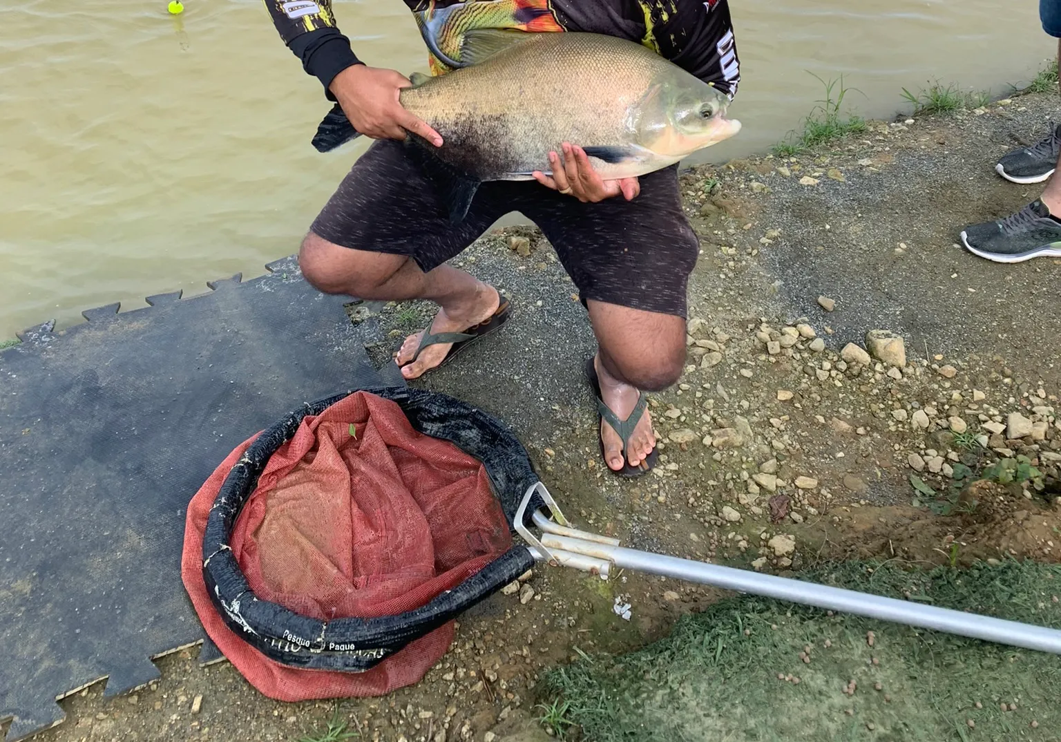 Black pacu