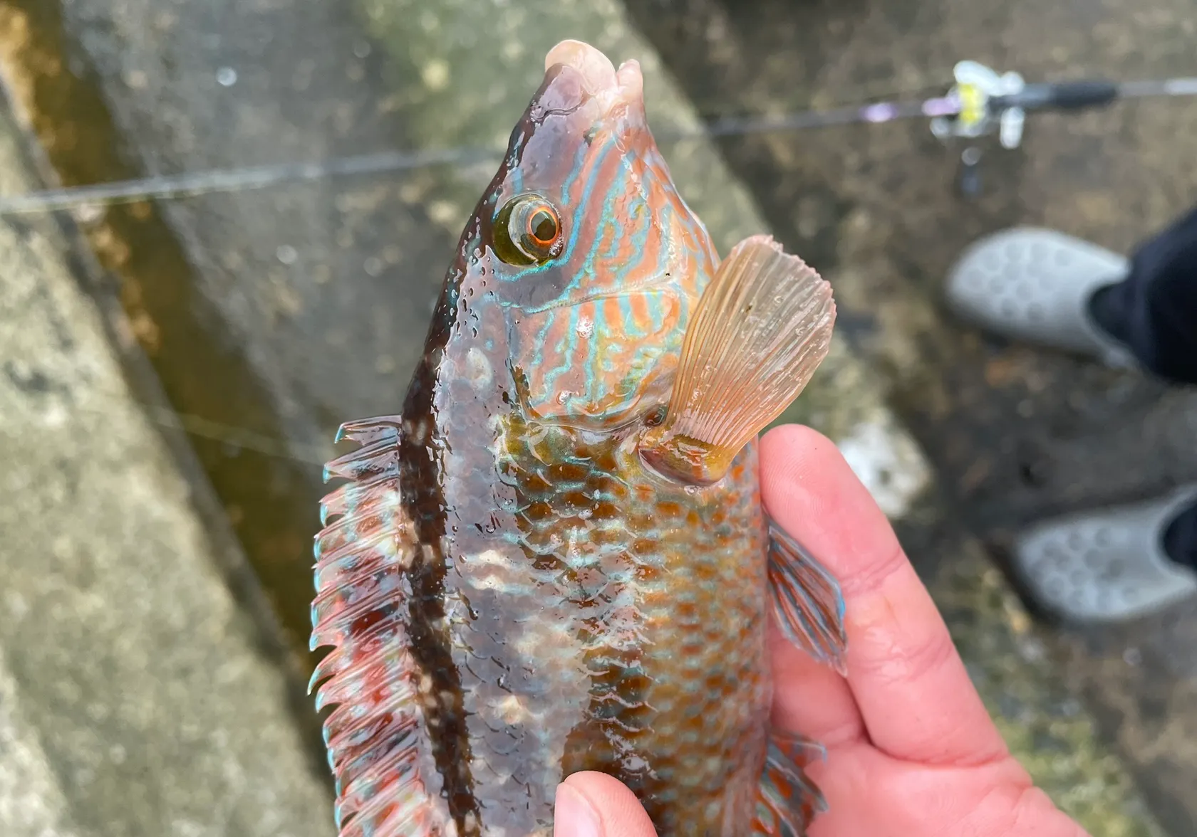 Corkwing wrasse