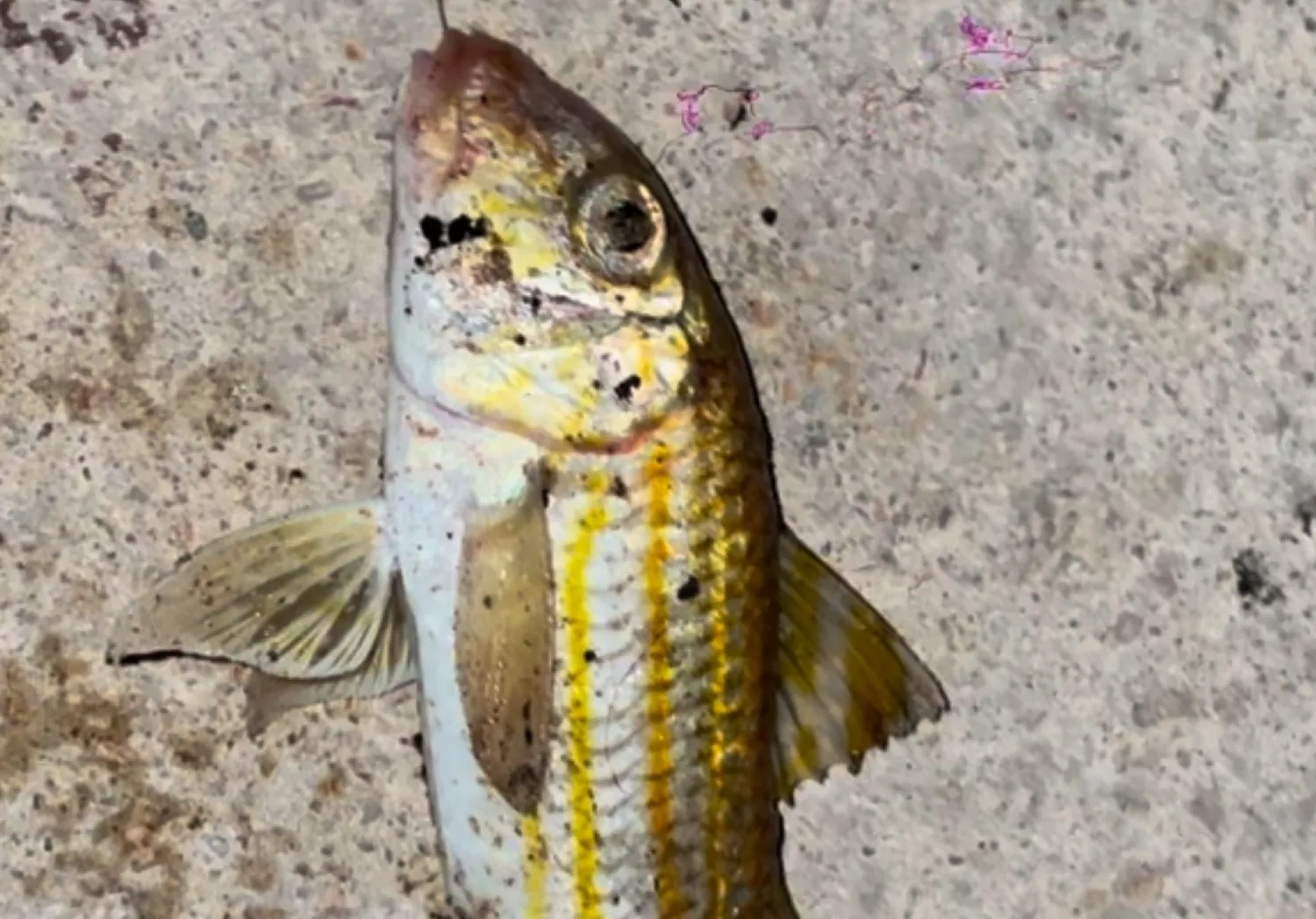 Striped red mullet