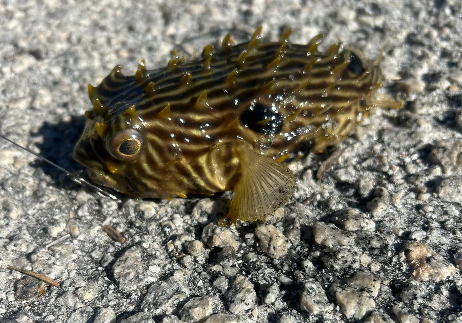 Striped burrfish