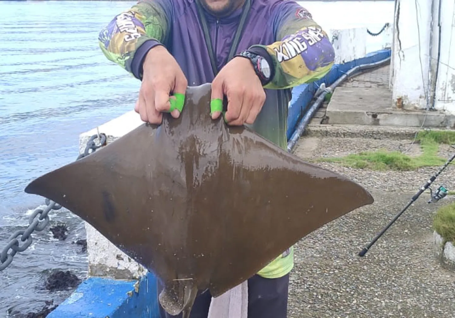 Common eagle ray