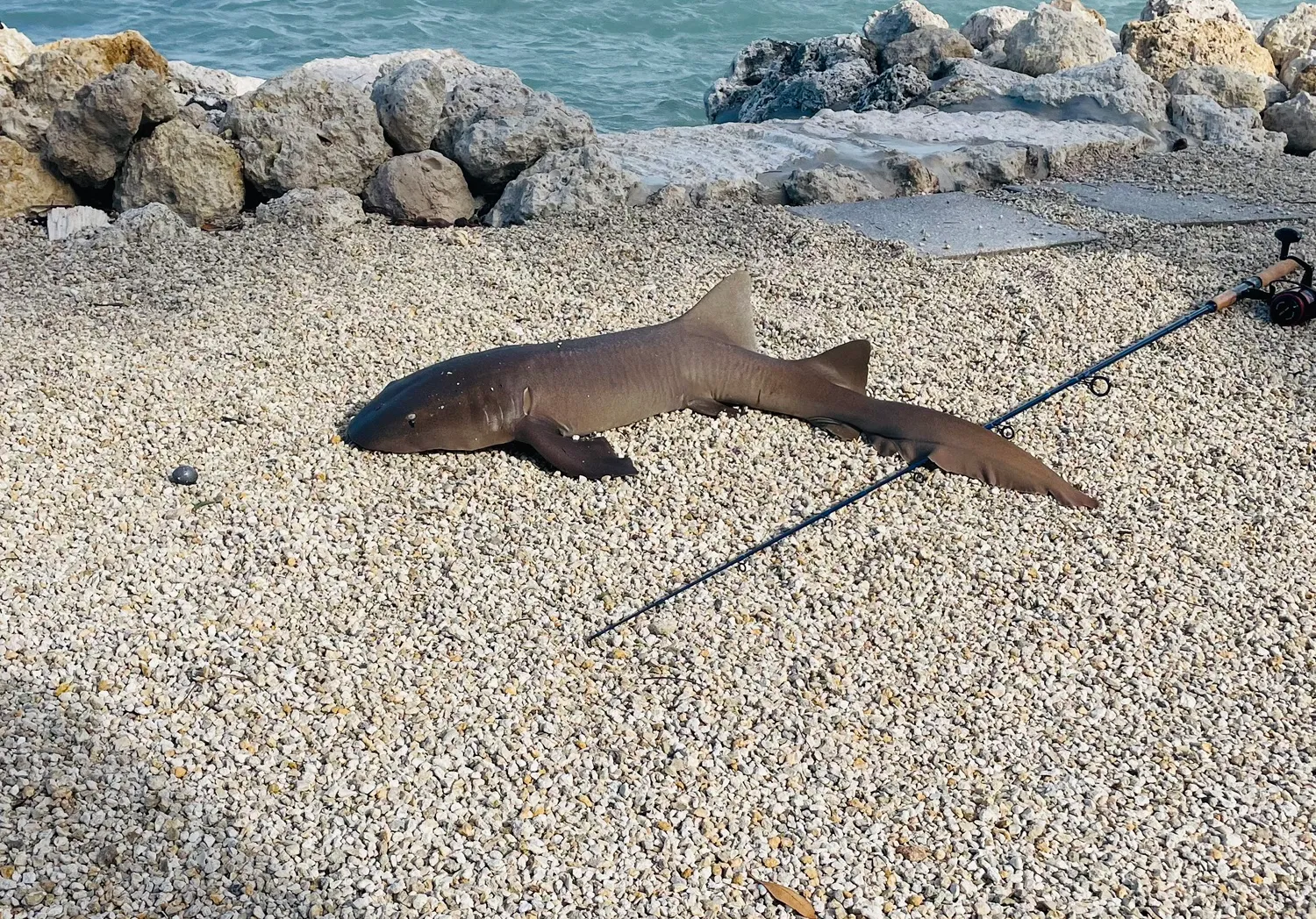 Nurse shark