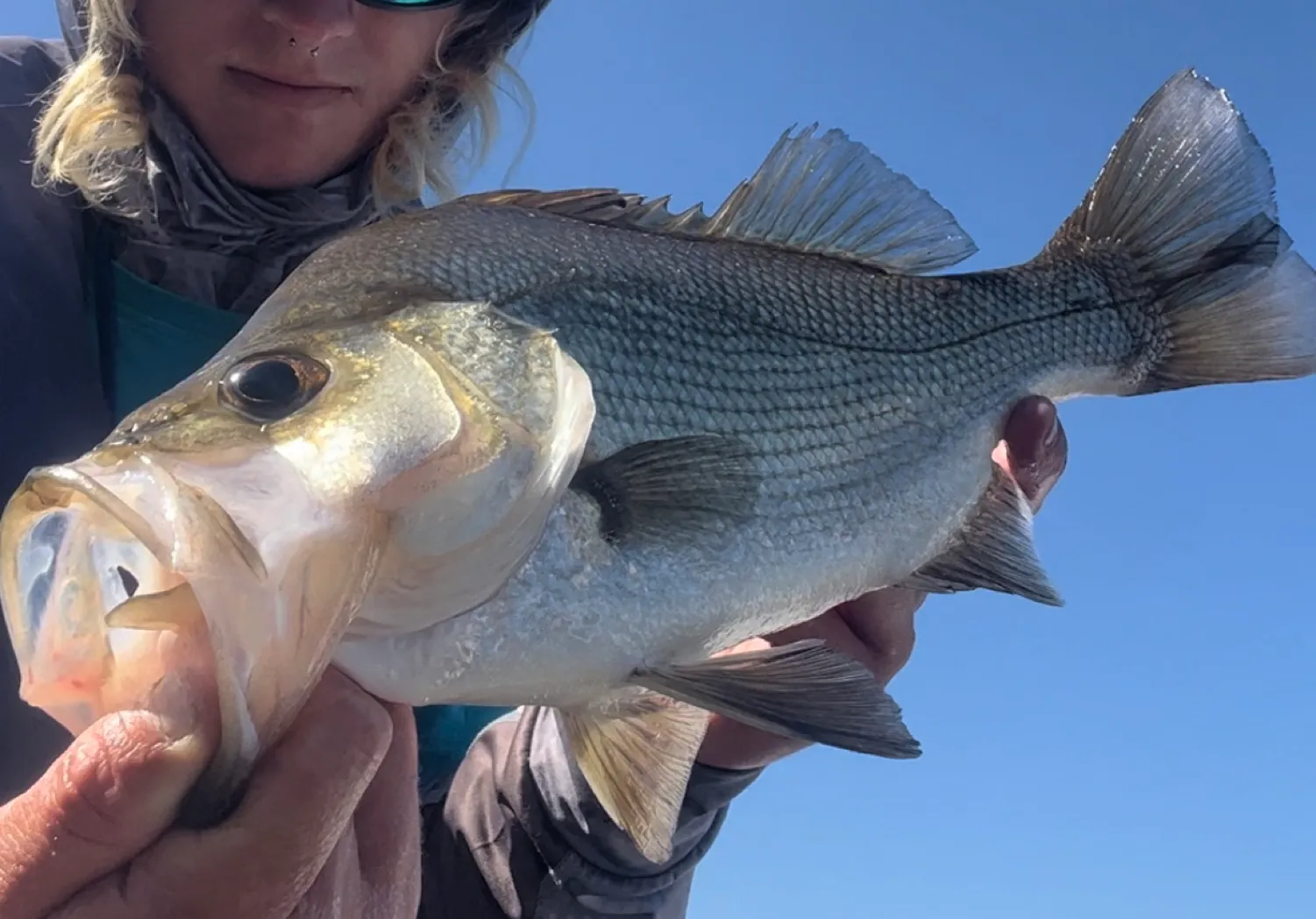 Estuary perch