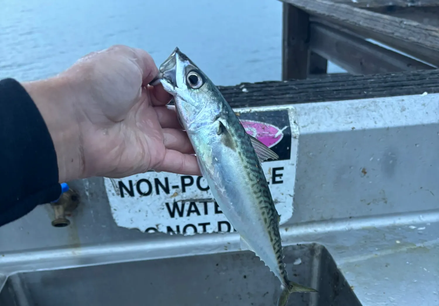 Pacific chub mackerel