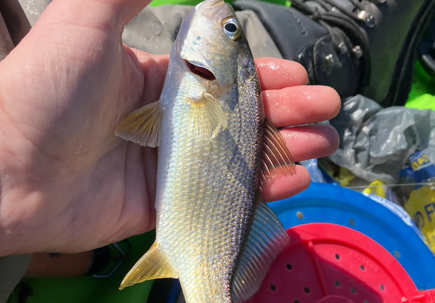 Silver perch