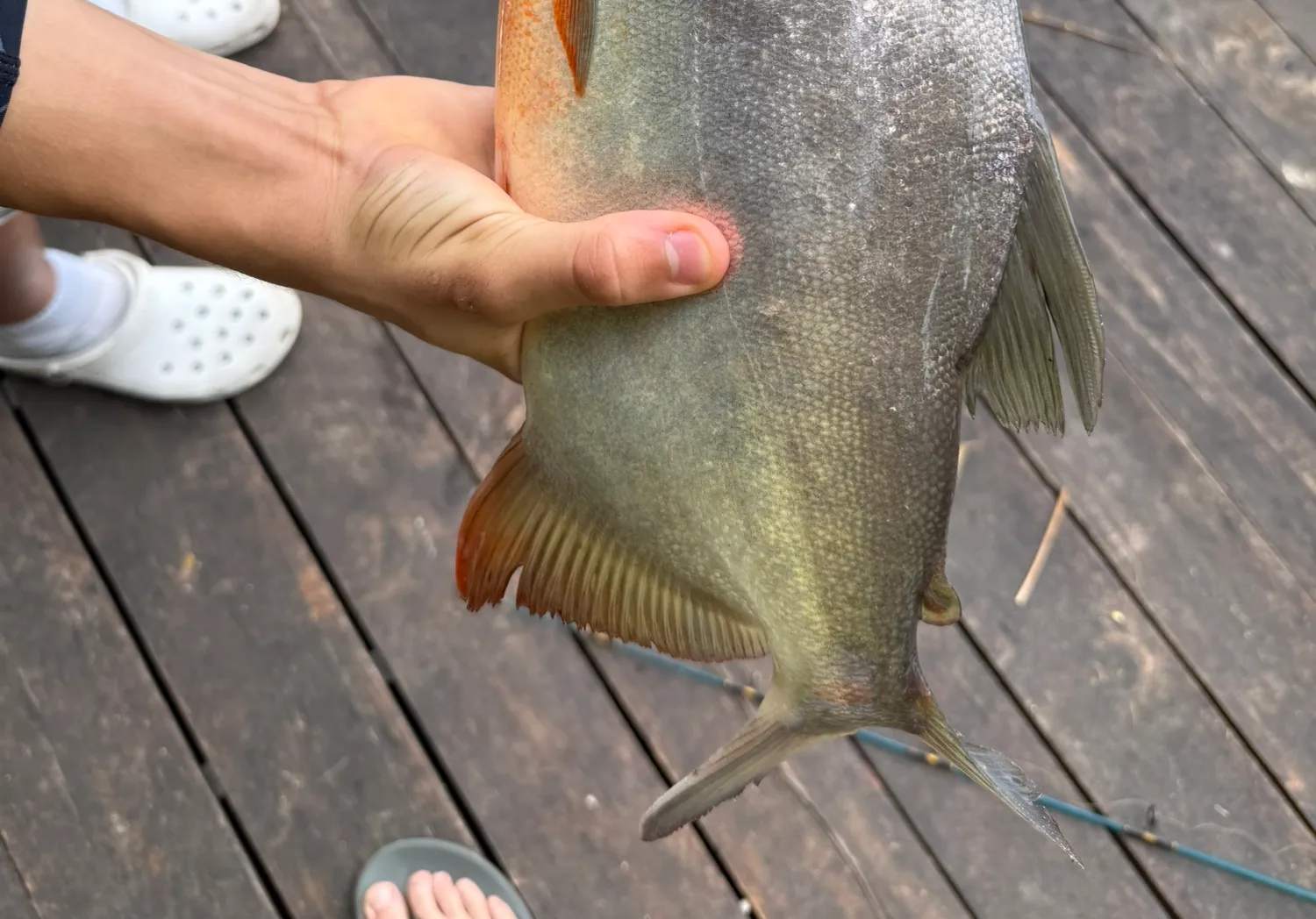 Red-bellied pacu