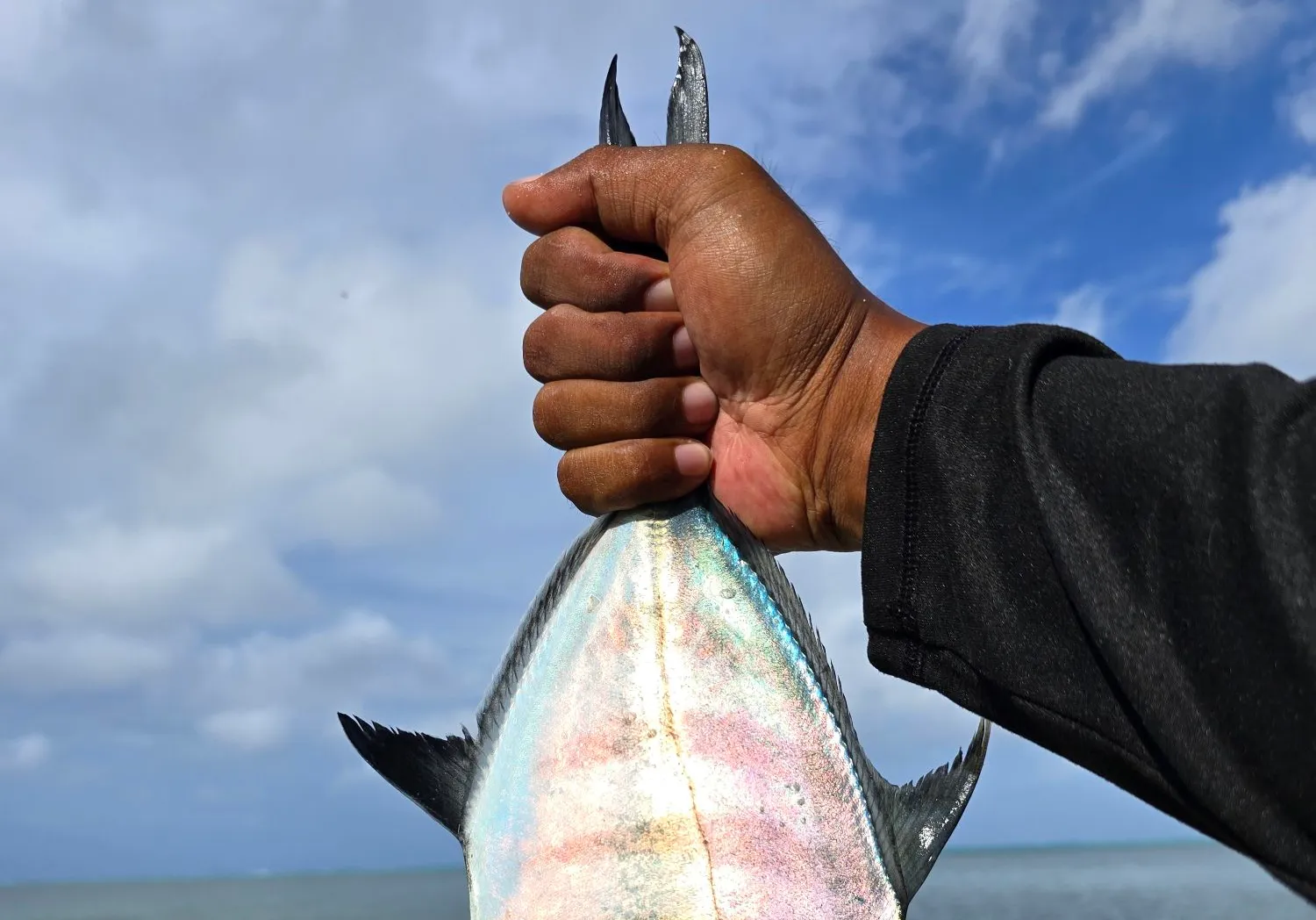 Skipjack trevally