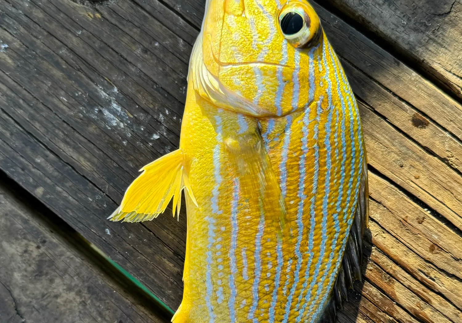 Bluestriped grunt