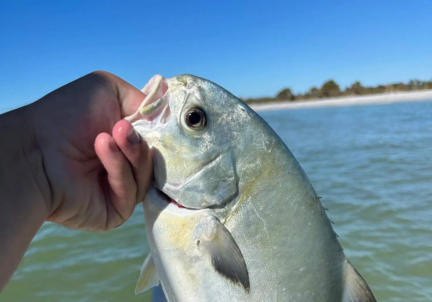 Florida pompano