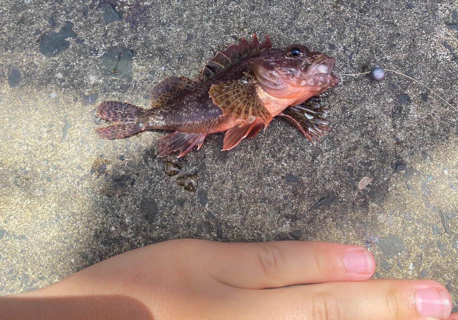 Small red scorpionfish