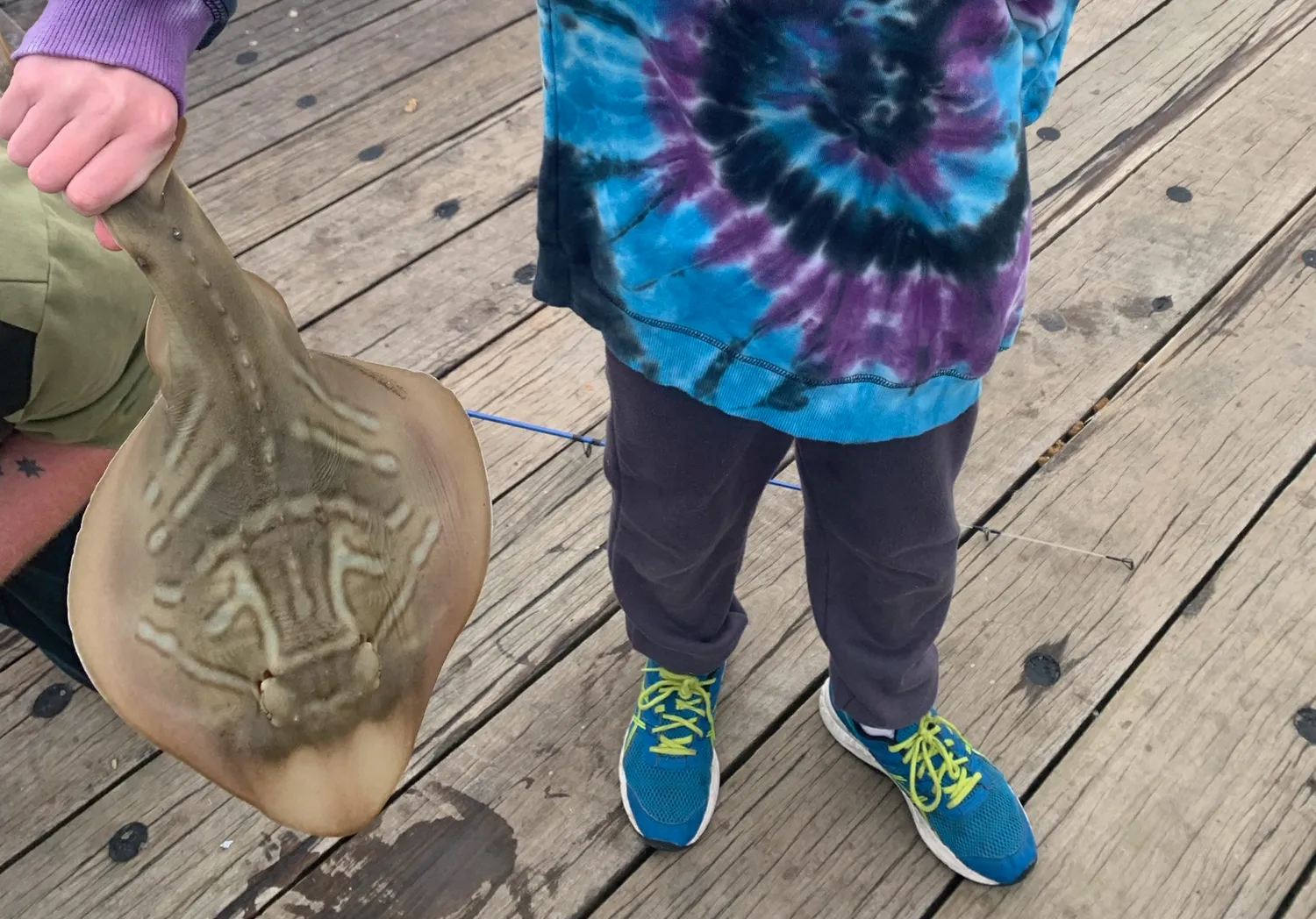 Port Jackson shark