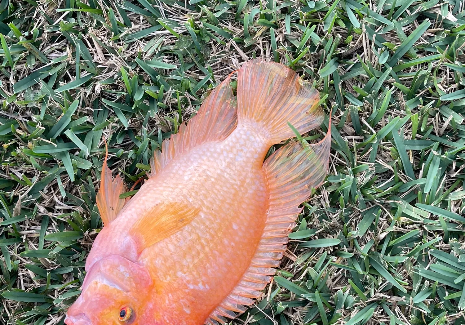 Midas cichlid