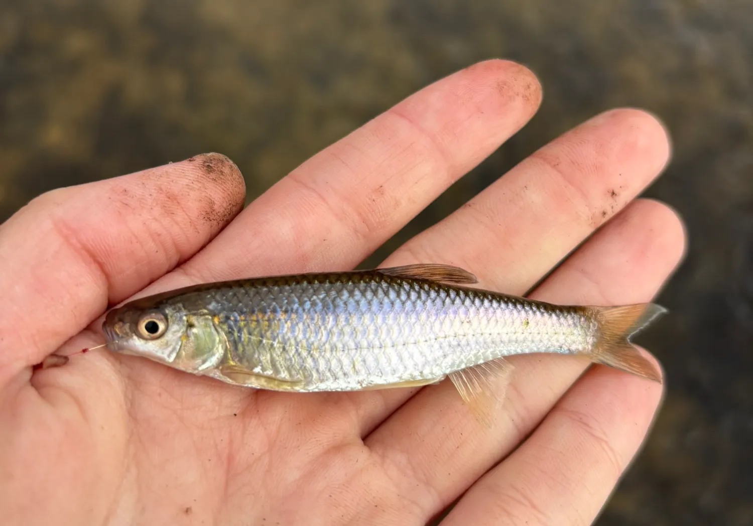 Spotfin shiner