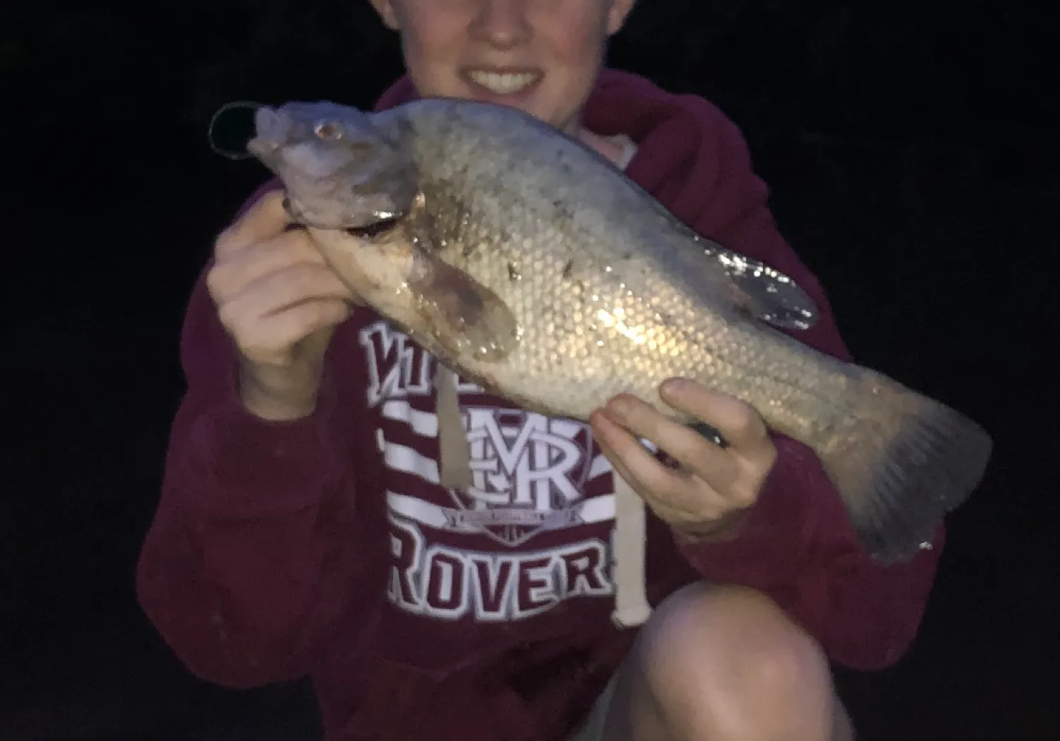 Macquarie perch