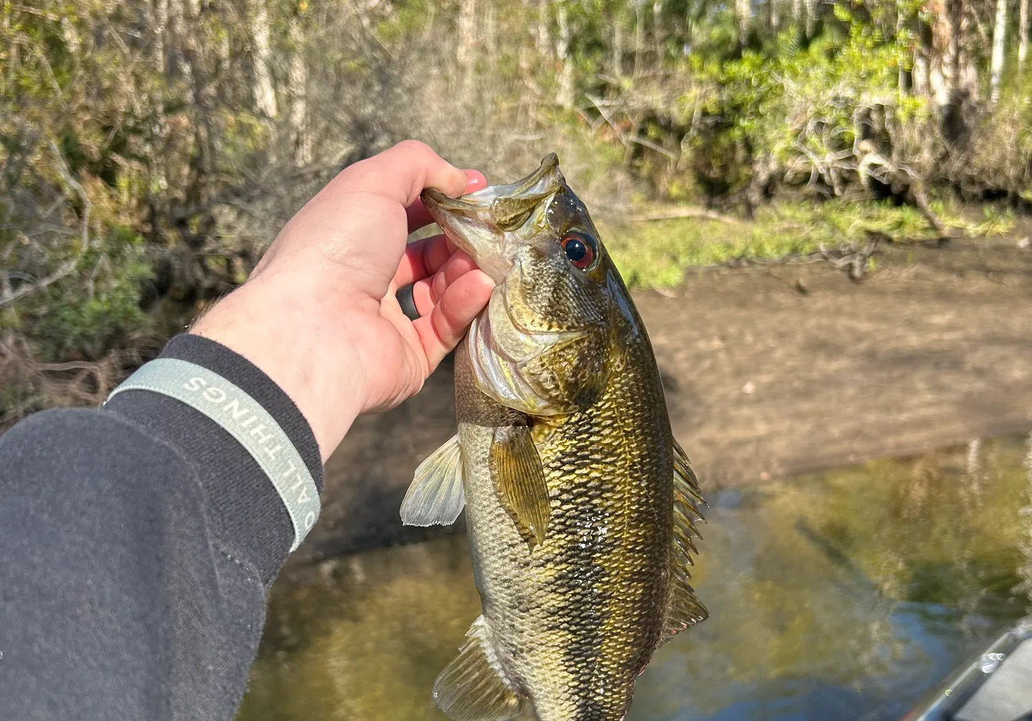 Suwannee bass