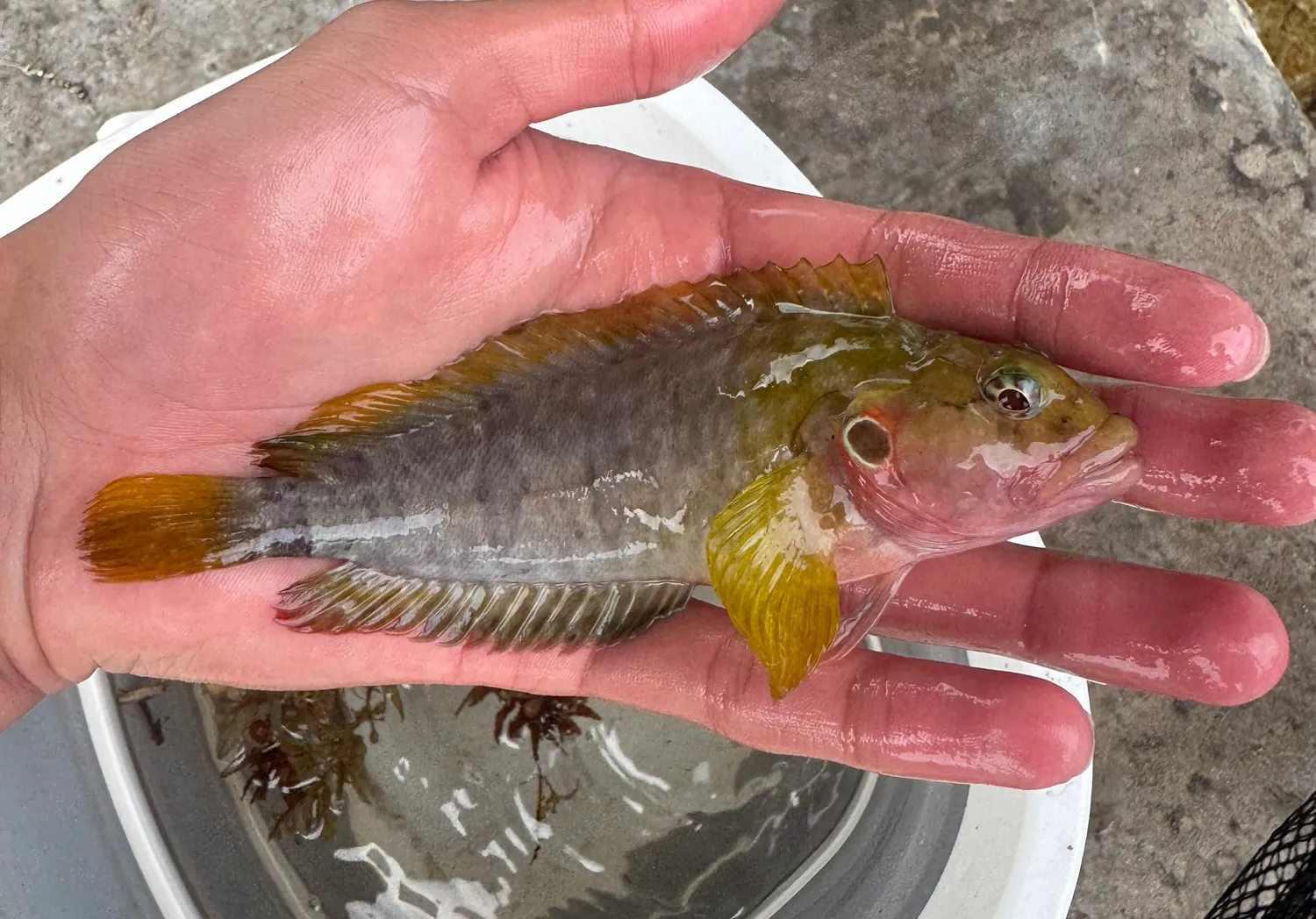 Hairy blenny