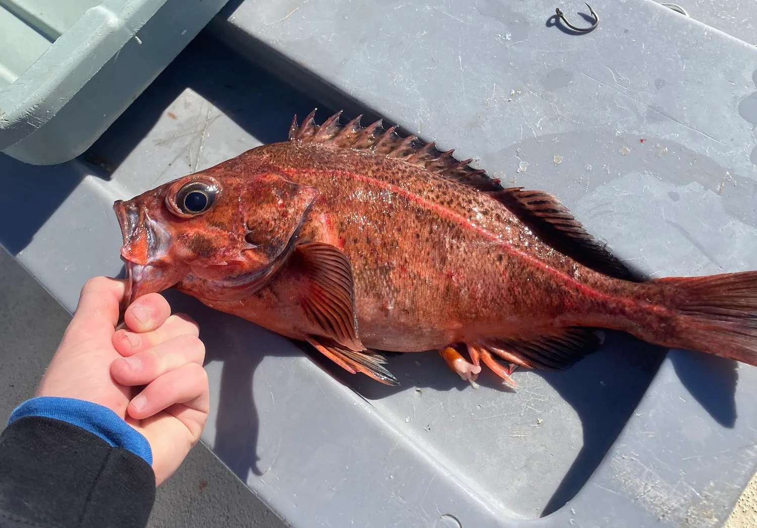 Mexican rockfish