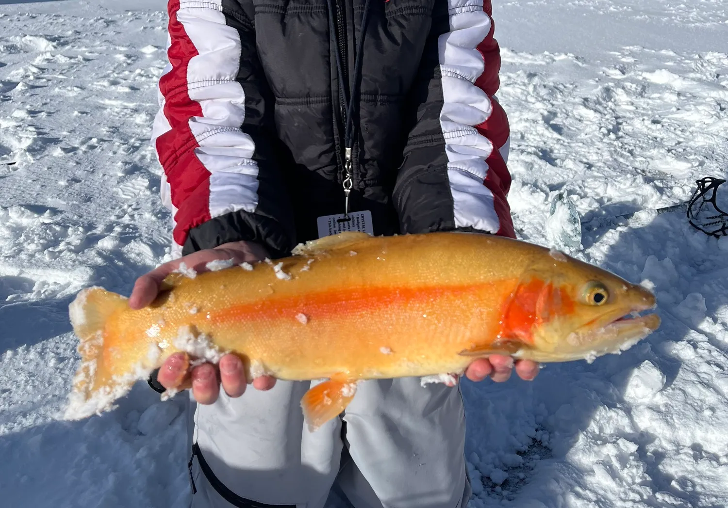 Golden trout