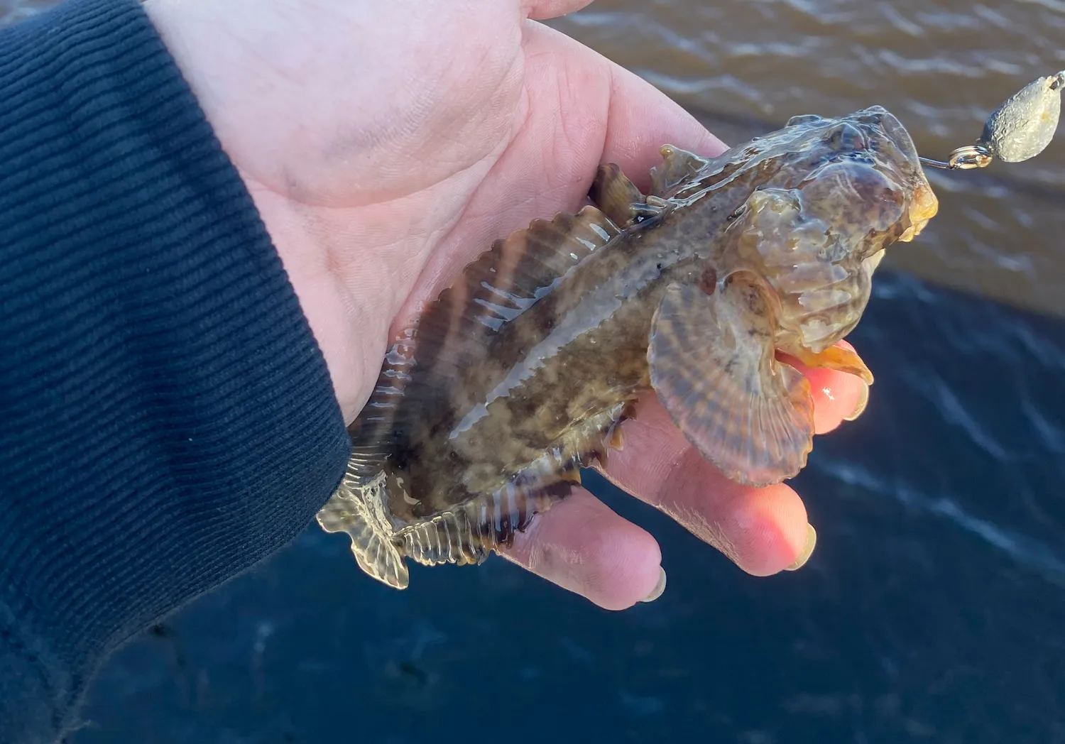 Oyster toadfish