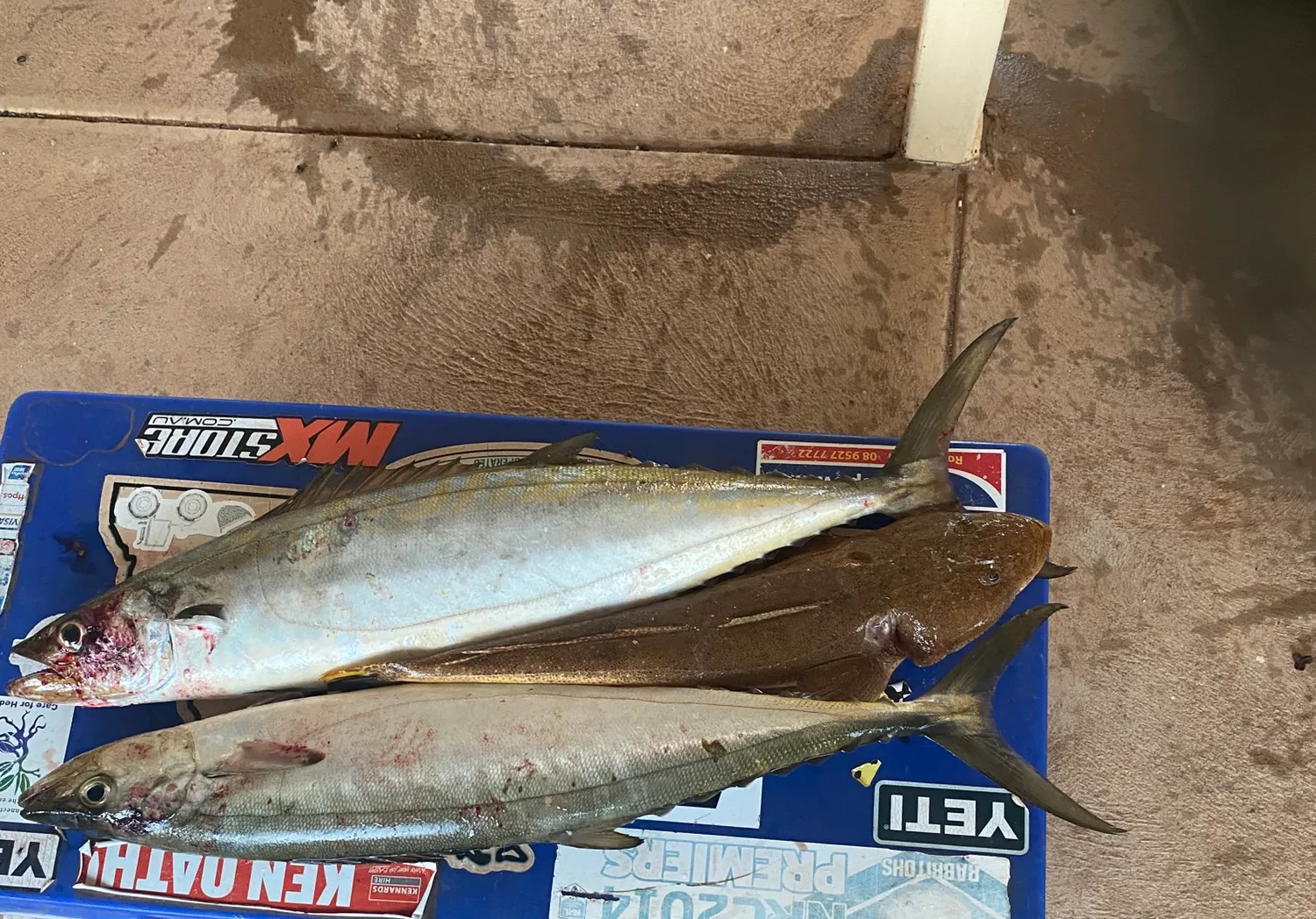 Narrow-barred Spanish mackerel