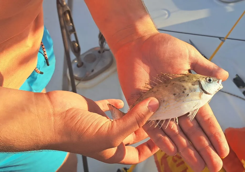 Mottled spinefoot