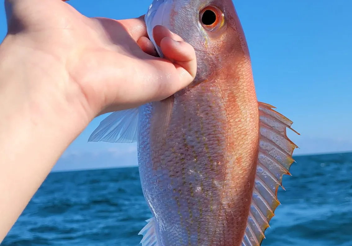 Queen Snapper