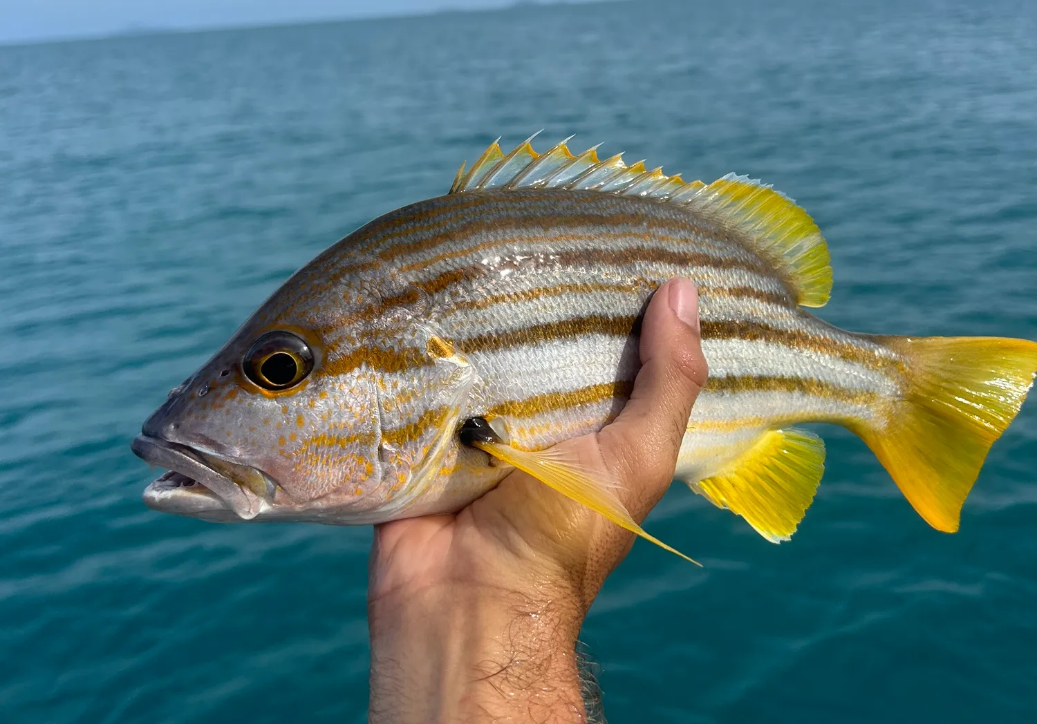 Spanish flag snapper