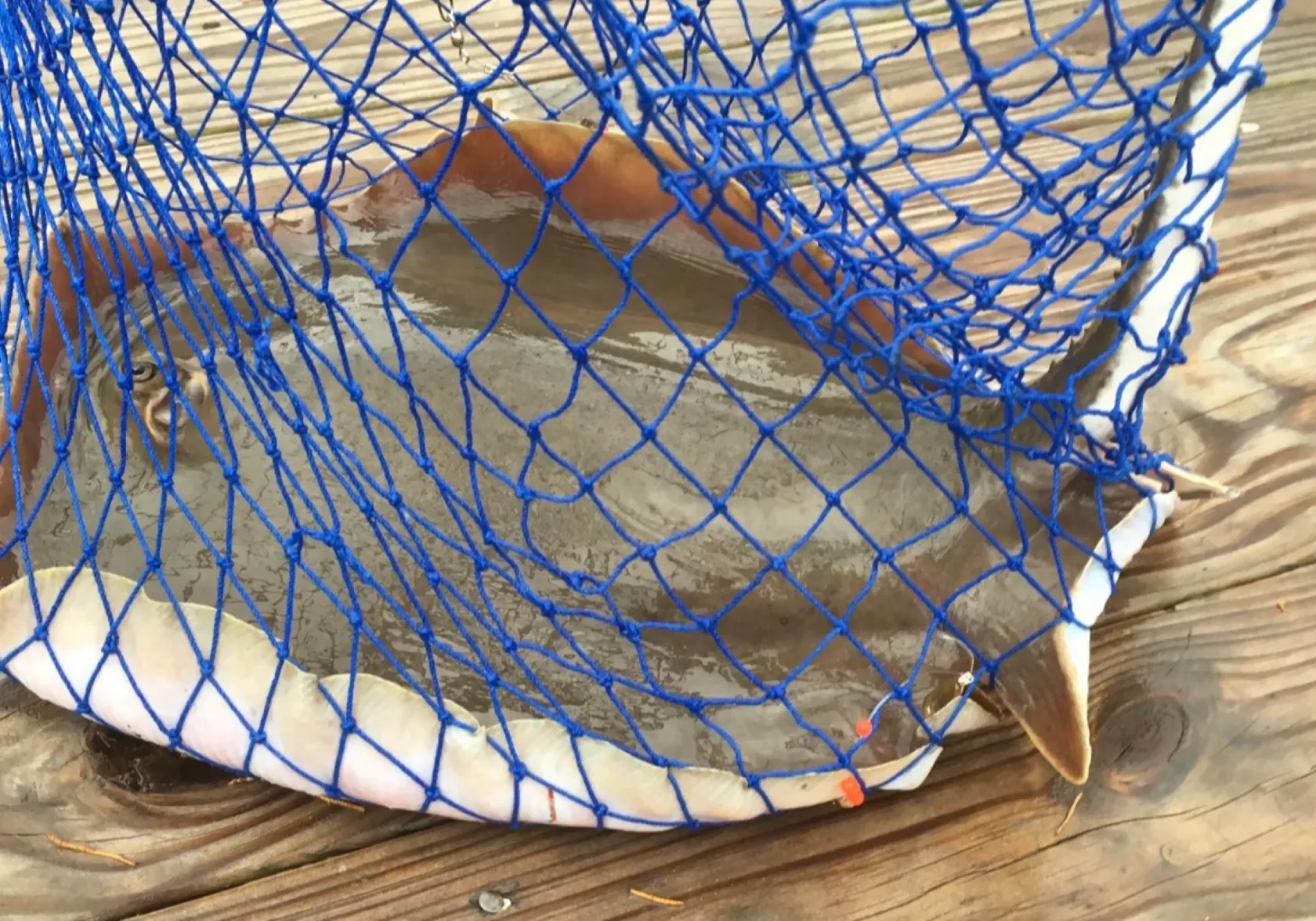 Short-tail stingray