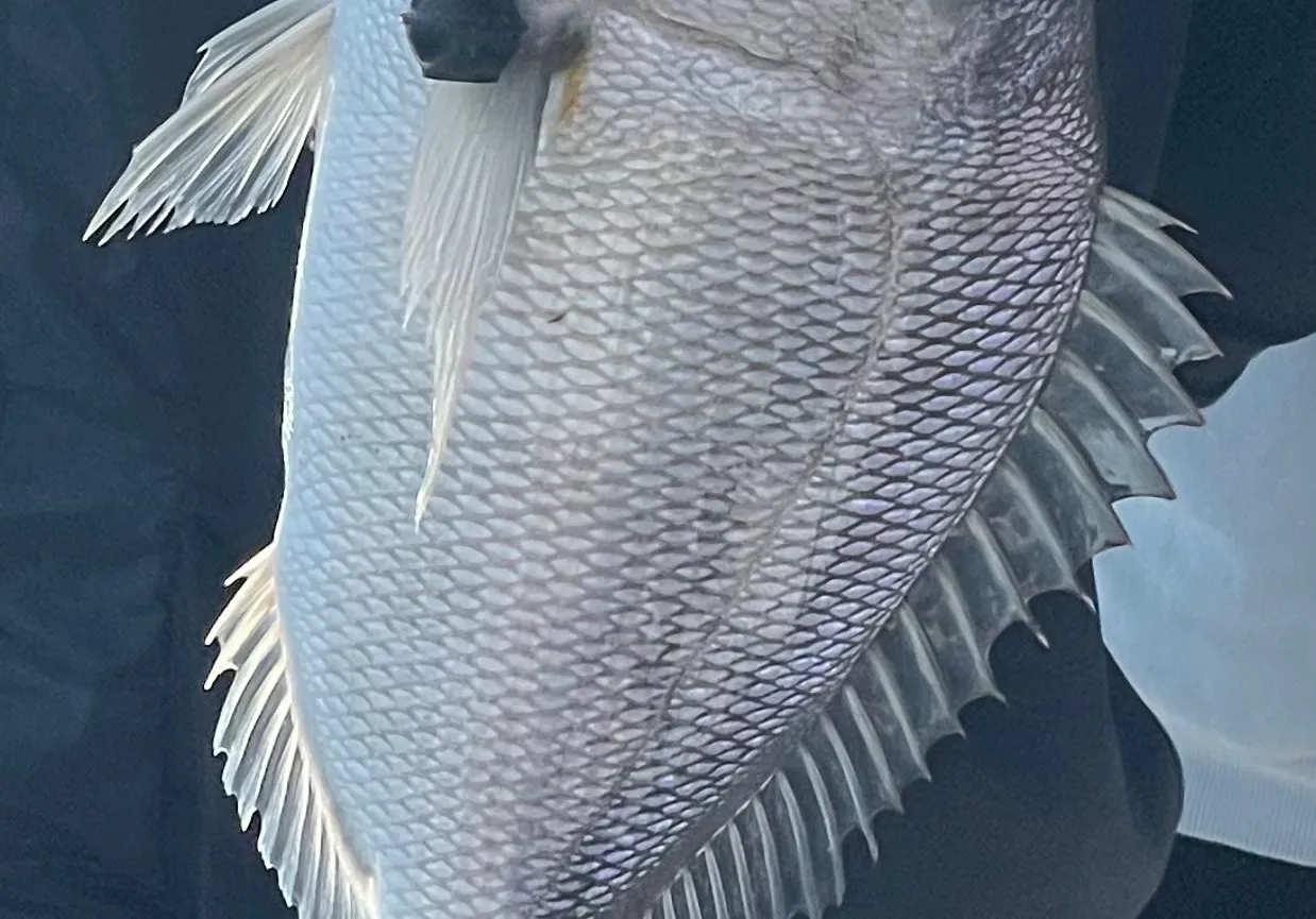 Redtail surfperch