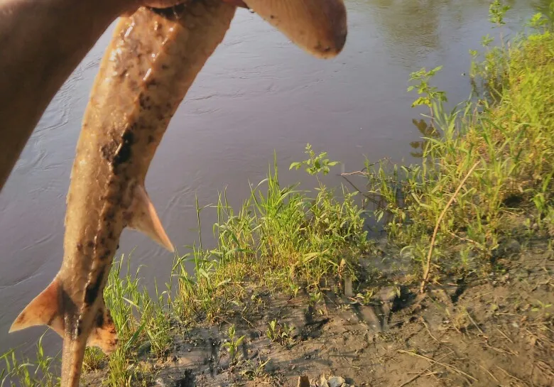 White sturgeon