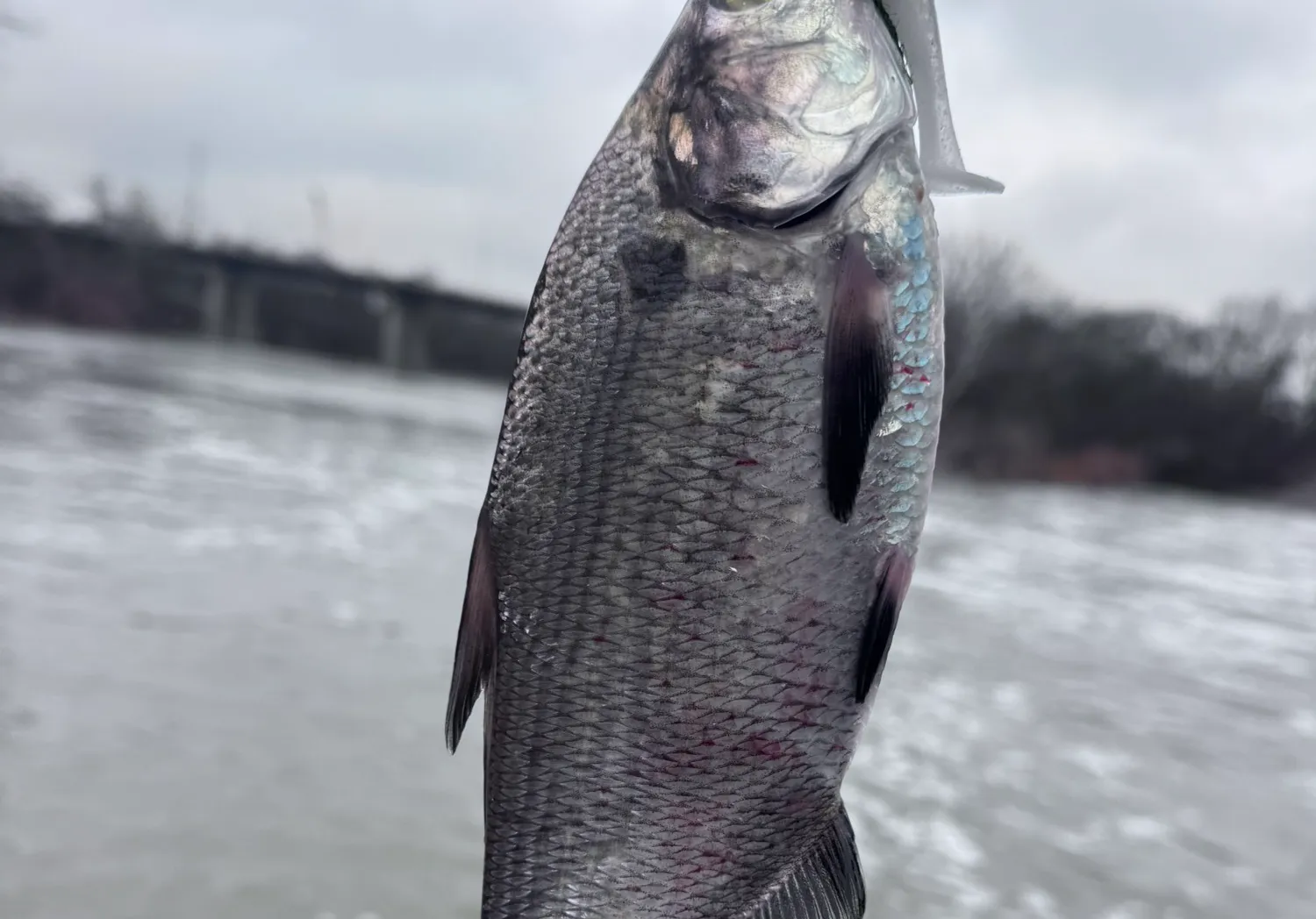 American gizzard shad