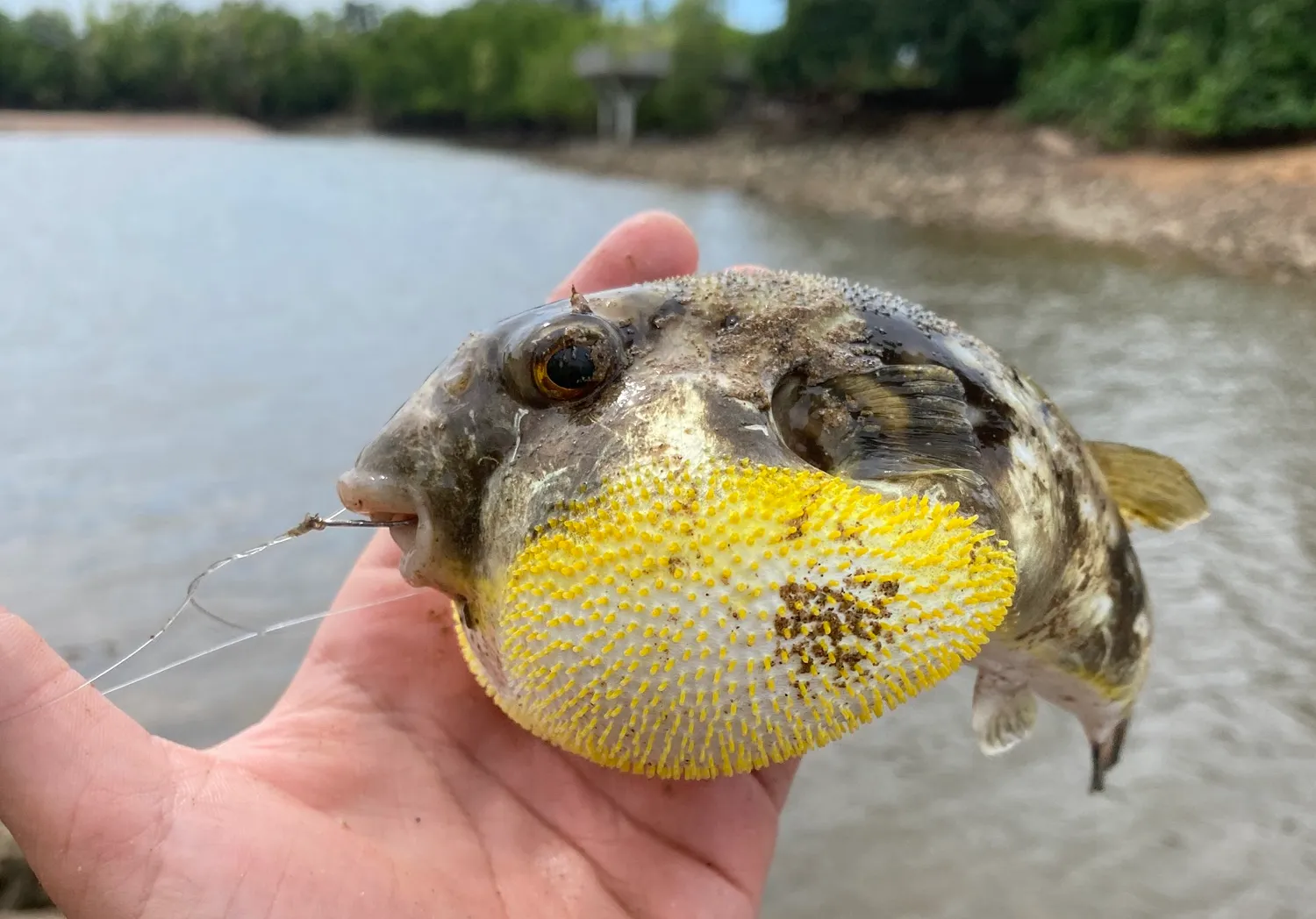 Japanese pufferfish