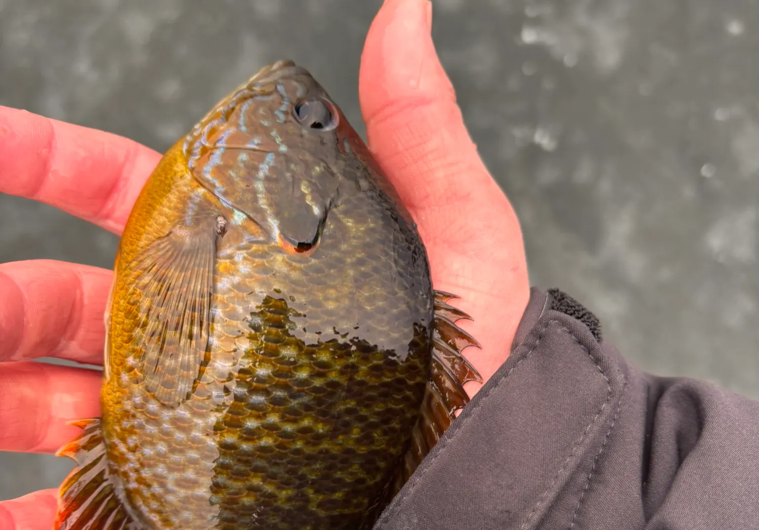 Pumpkinseed x Green sunfish