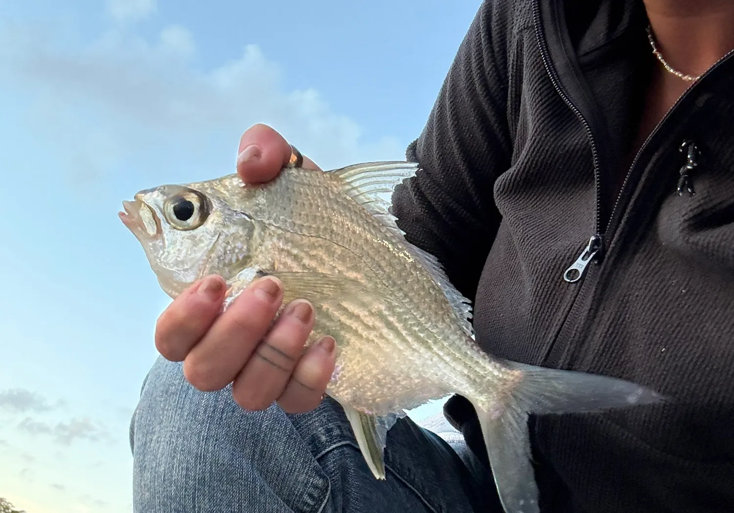 Striped mojarra