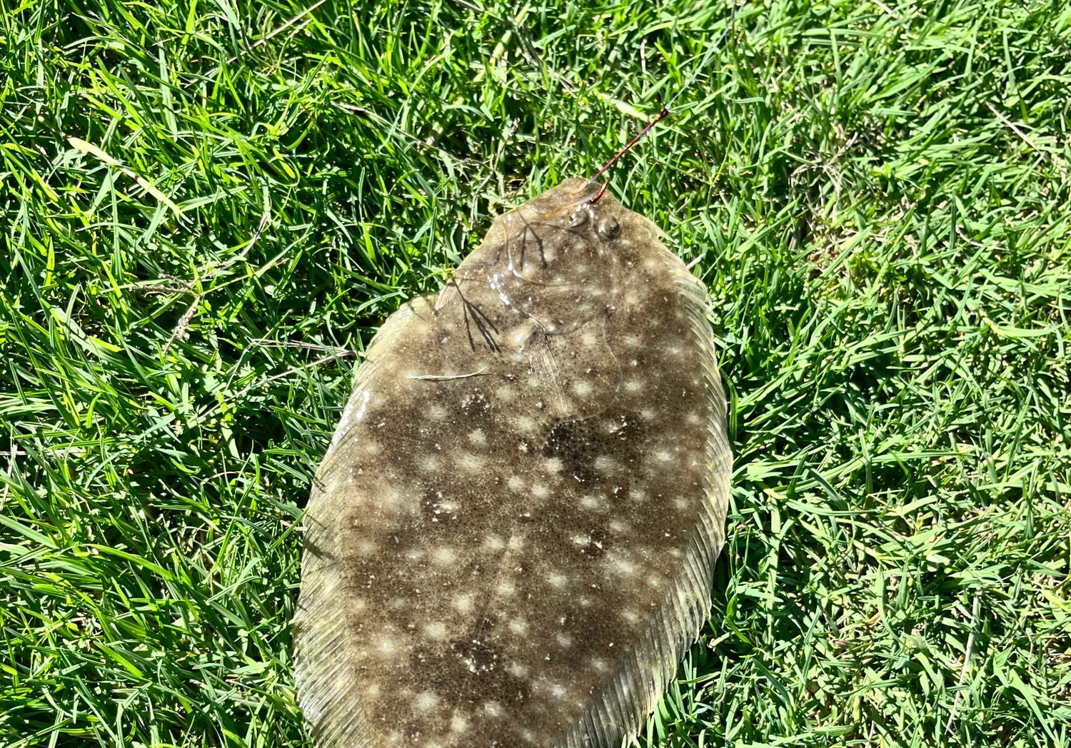 New Zealand flounder