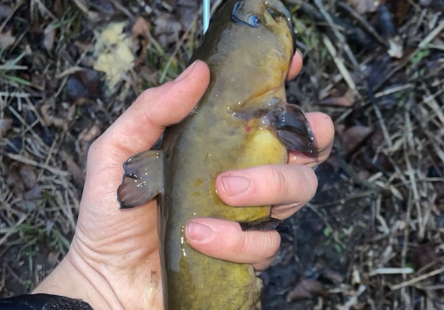 Western creek chubsucker