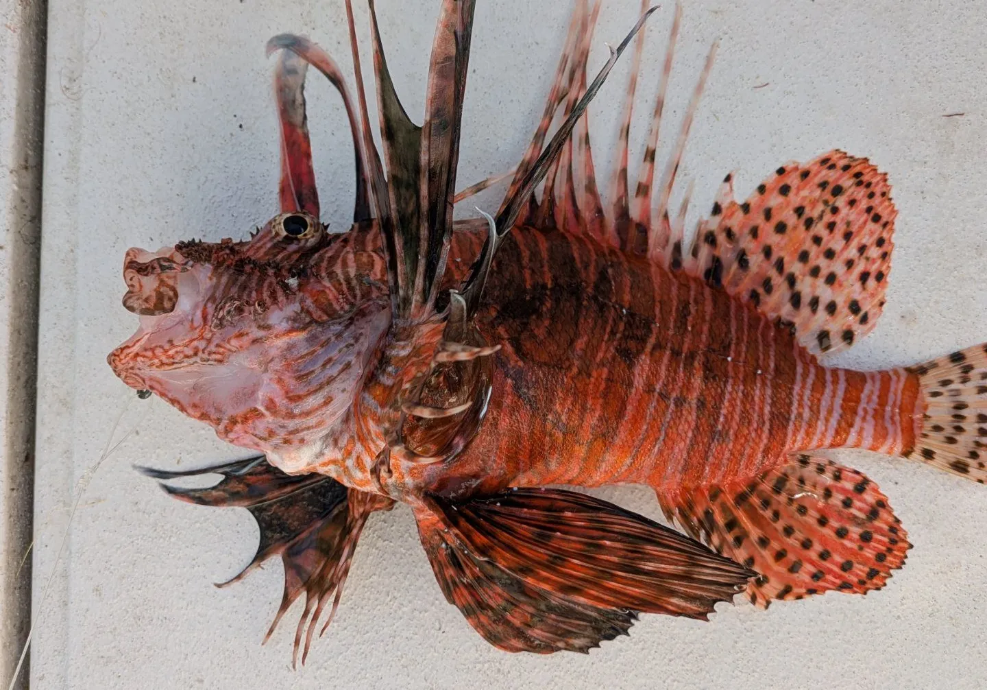 Red lionfish