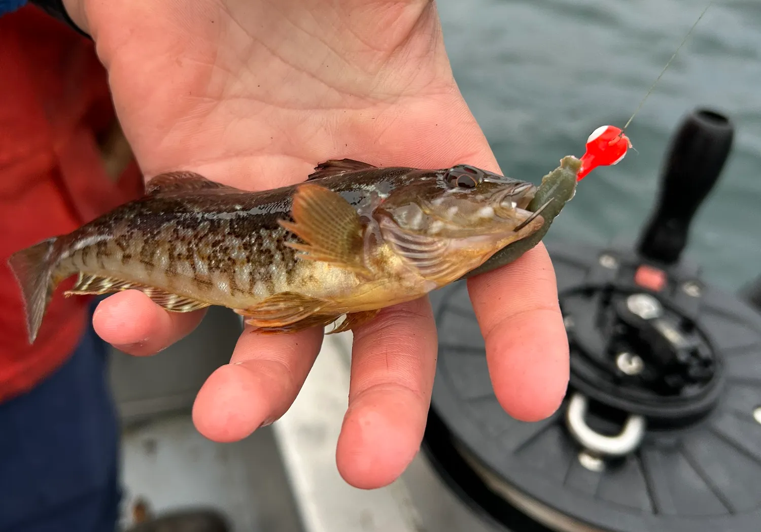 Whitespotted greenling