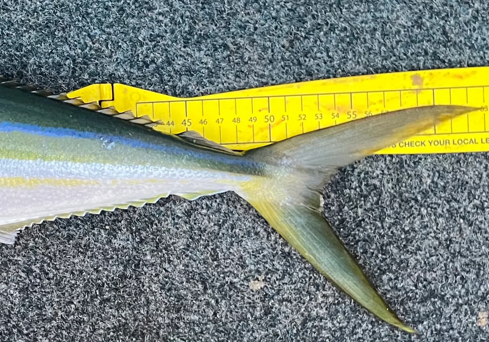 Rainbow runner