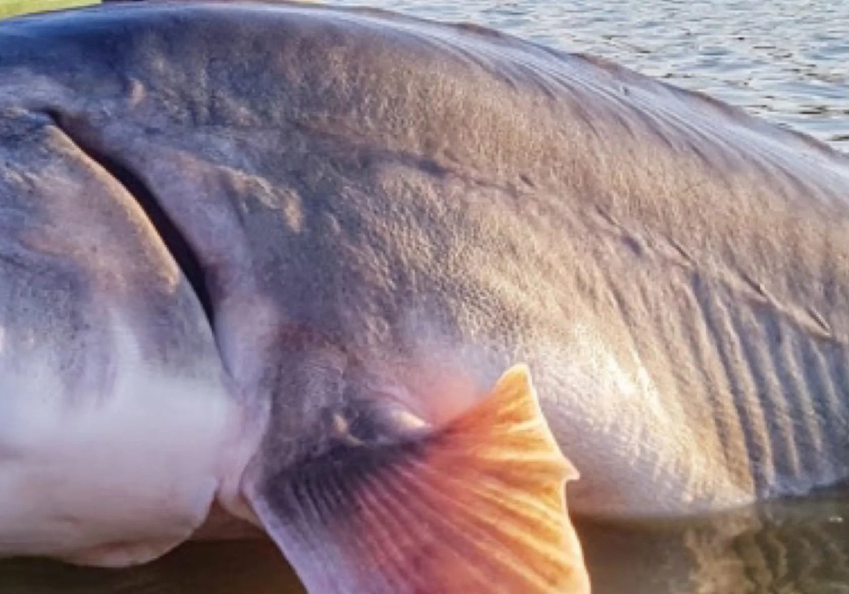 Beluga sturgeon