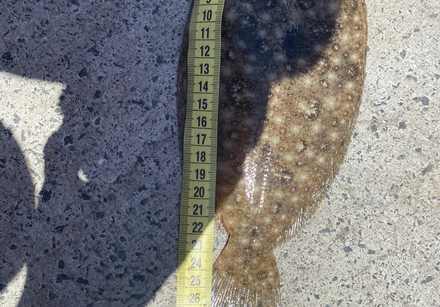 Yellowbelly flounder