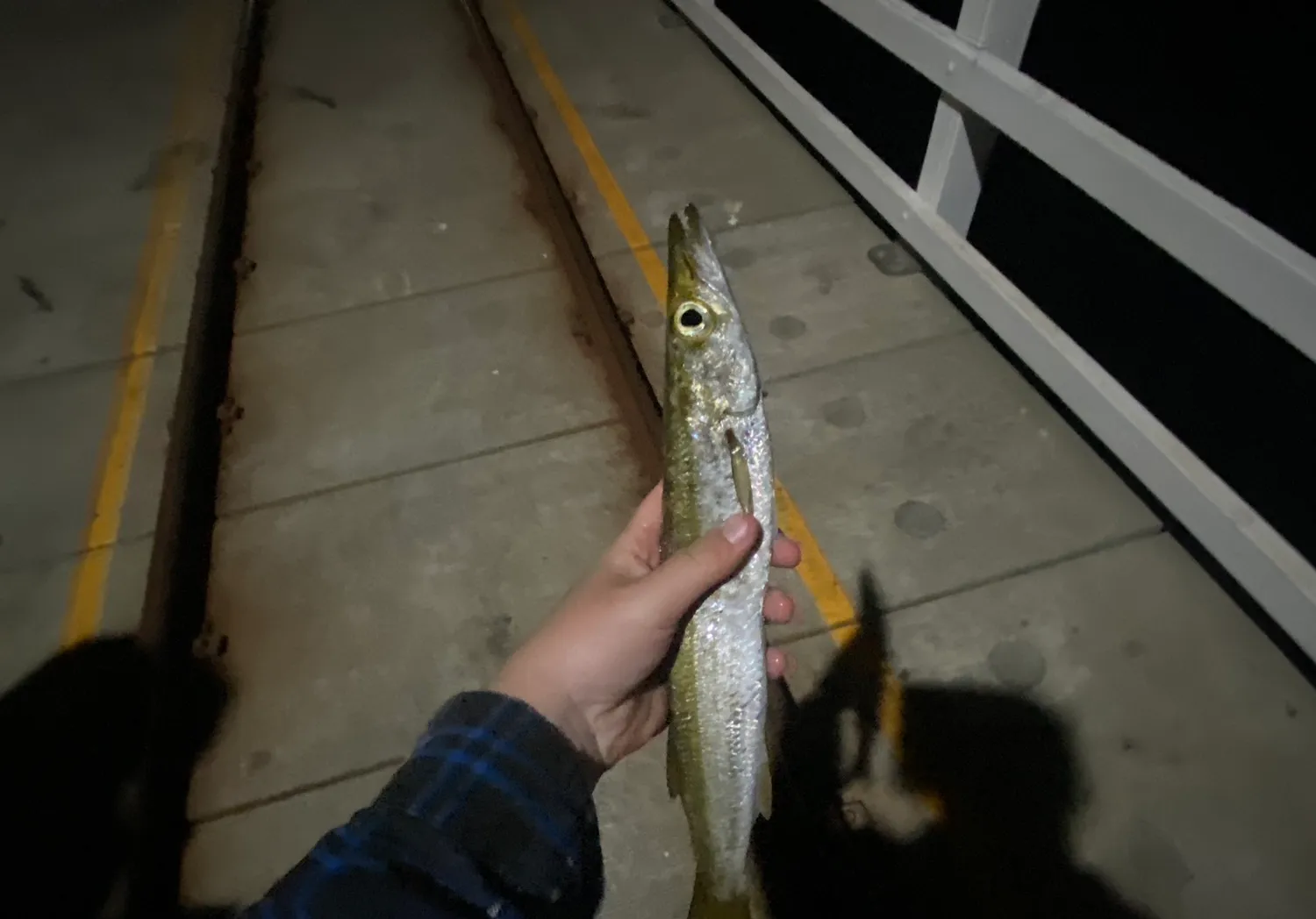 Australian barracuda