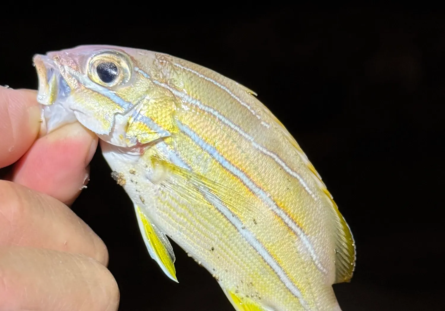 Common bluestripe snapper