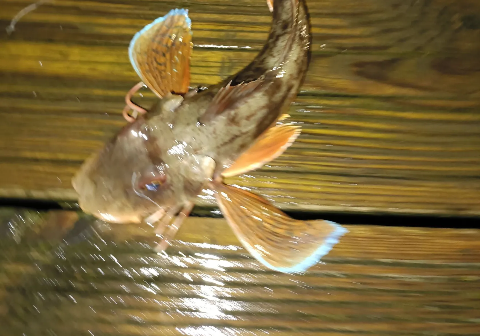 Grey gurnard