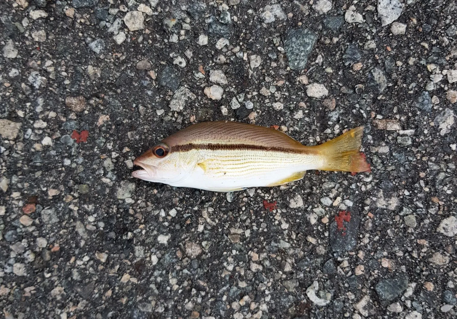 Brownstripe red snapper