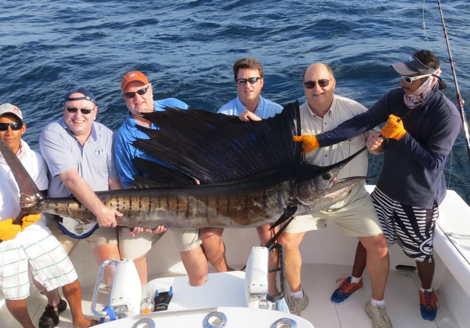 Atlantic sailfish