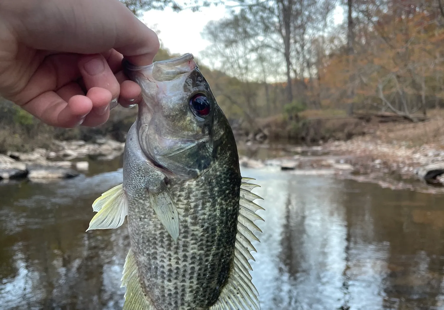 Roanoke bass