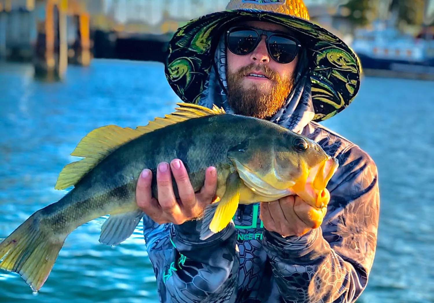 Barred sand bass