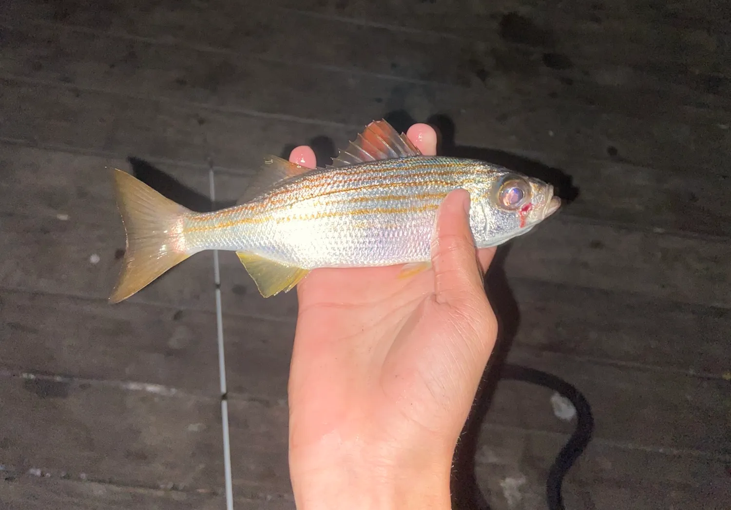 Salema porgy