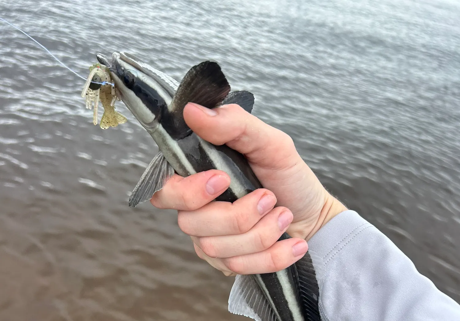 Common remora